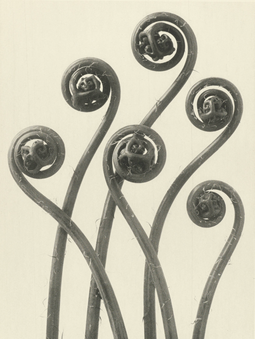 Plantstudie by Karl Blossfeldt