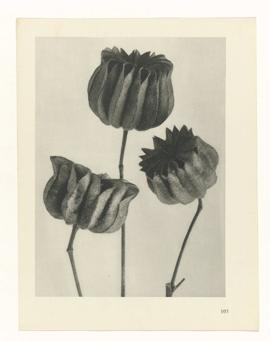 Plantstudie by Karl Blossfeldt