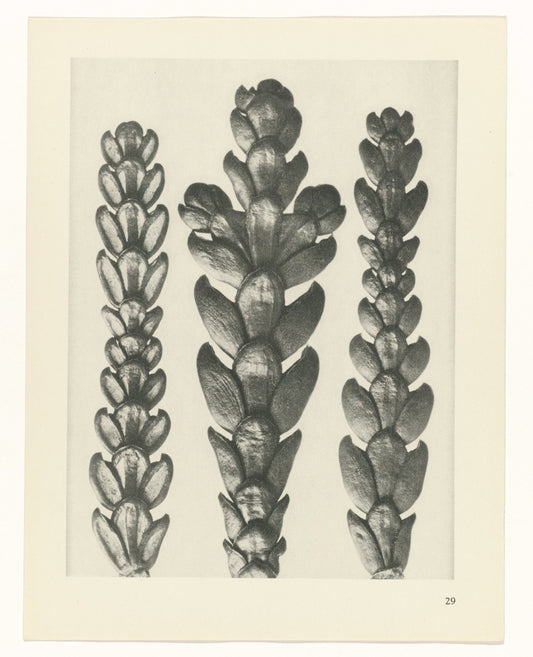 Plantstudie by Karl Blossfeldt