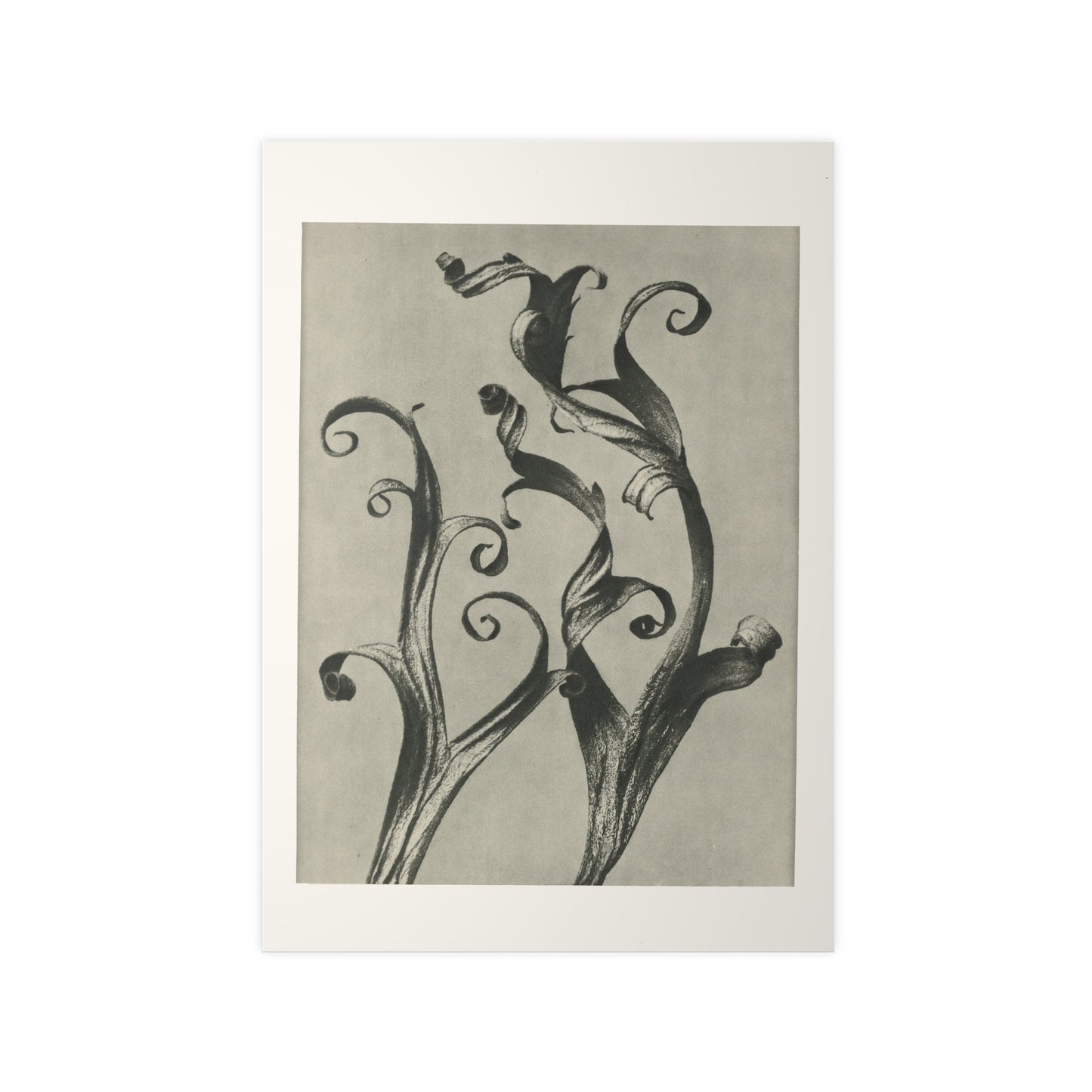 Plantstudie by Karl Blossfeldt