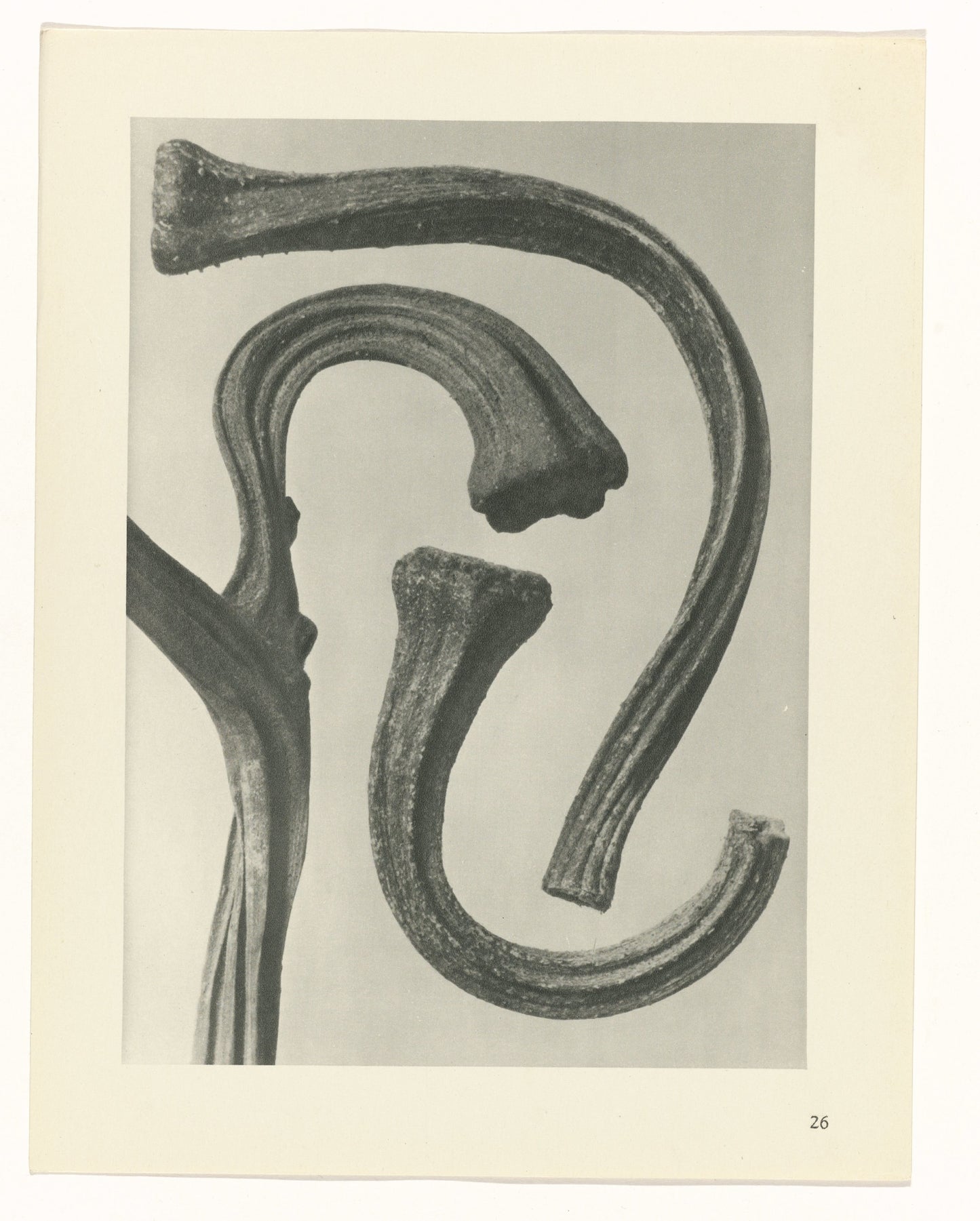 Plantstudie by Karl Blossfeldt