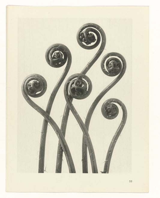 Plantstudie by Karl Blossfeldt