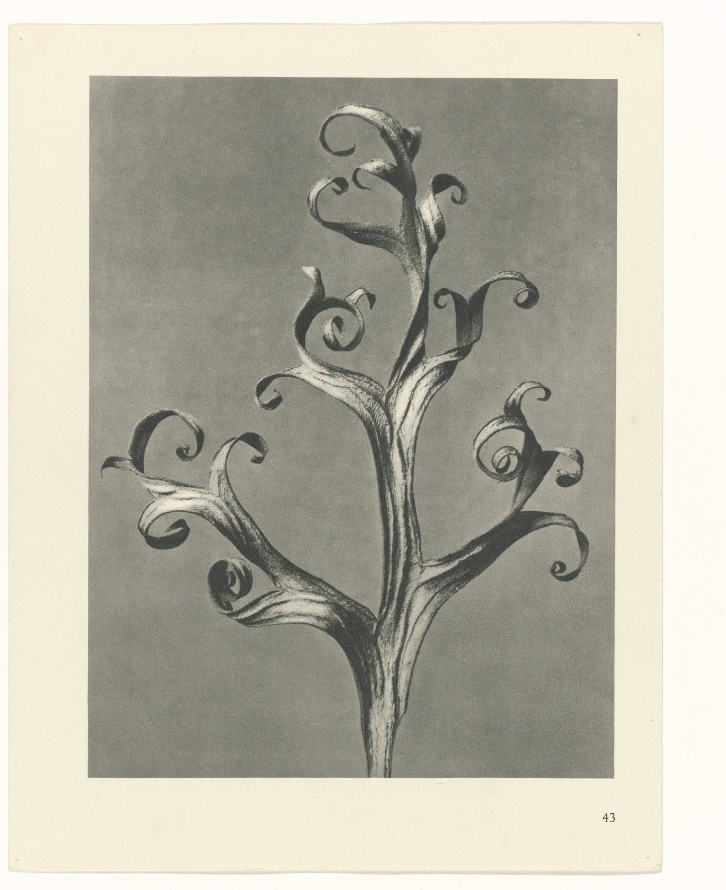 Plantstudie by Karl Blossfeldt