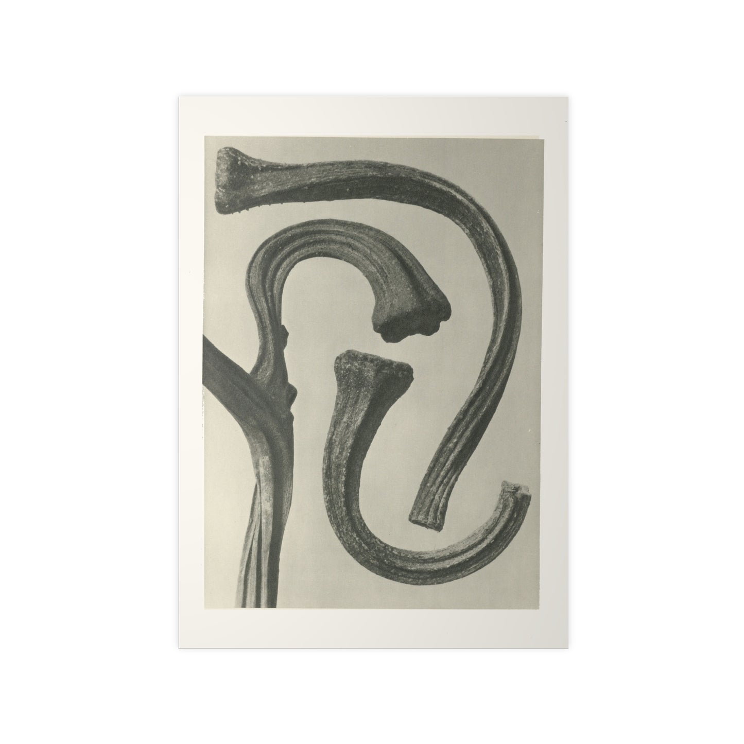 Plantstudie by Karl Blossfeldt