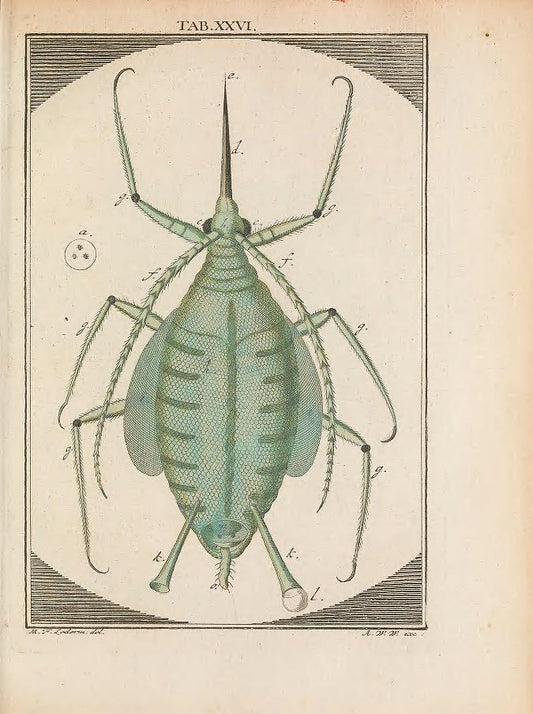 Bug cross section