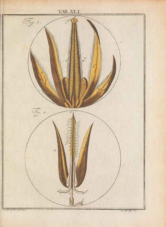 Cross section