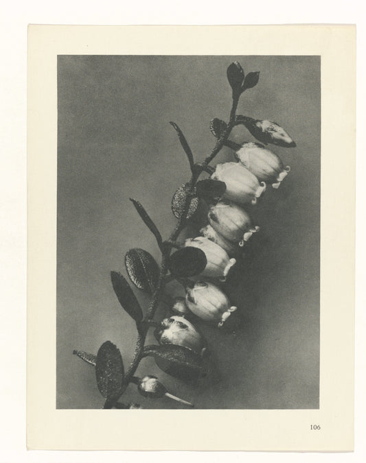 Plantstudie by Karl Blossfeldt