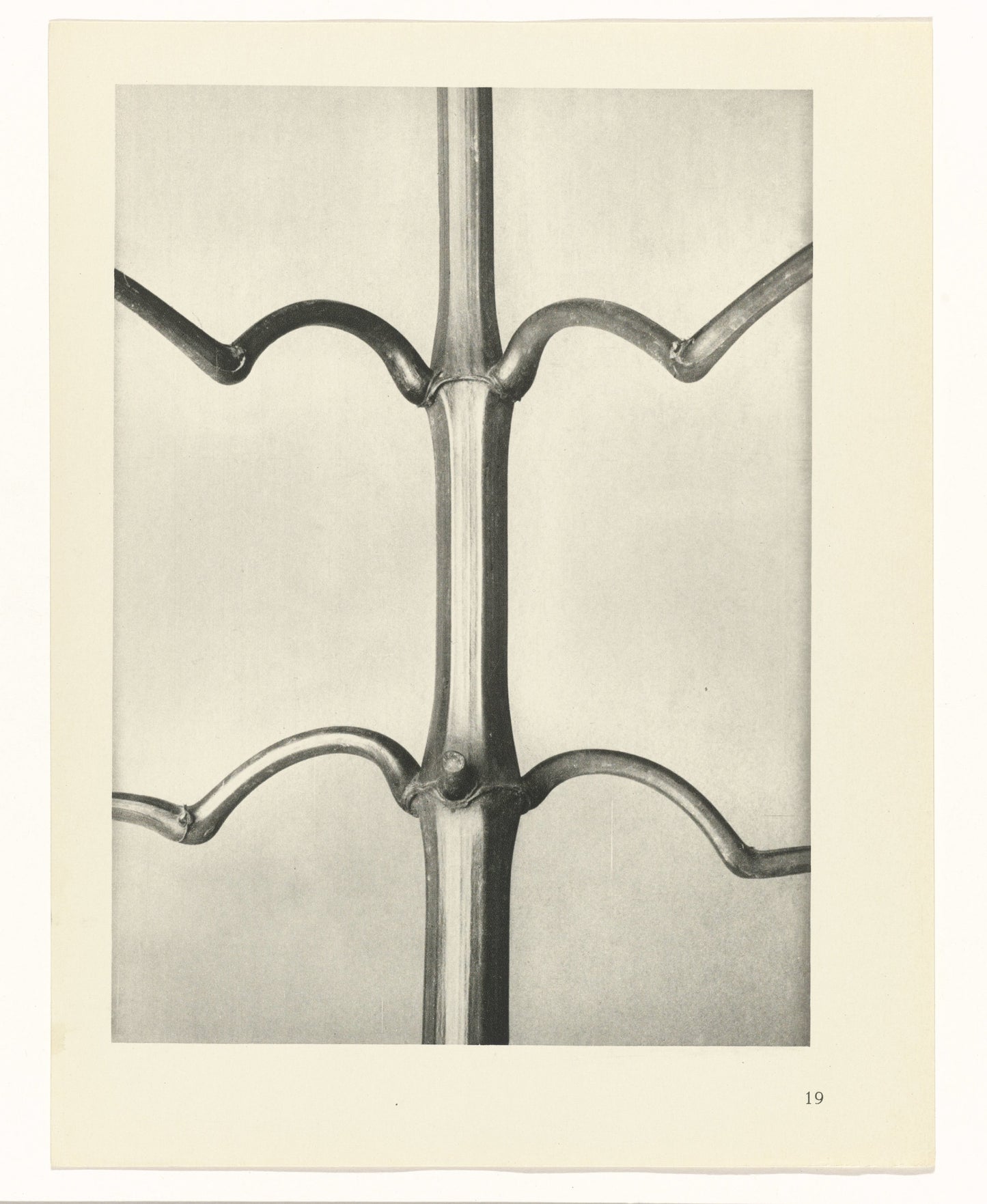 Plantstudie by Karl Blossfeldt